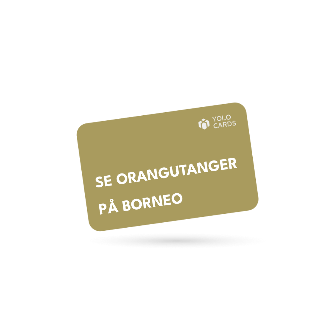 YOLO-gavekort – Se orangutanger på Borneo