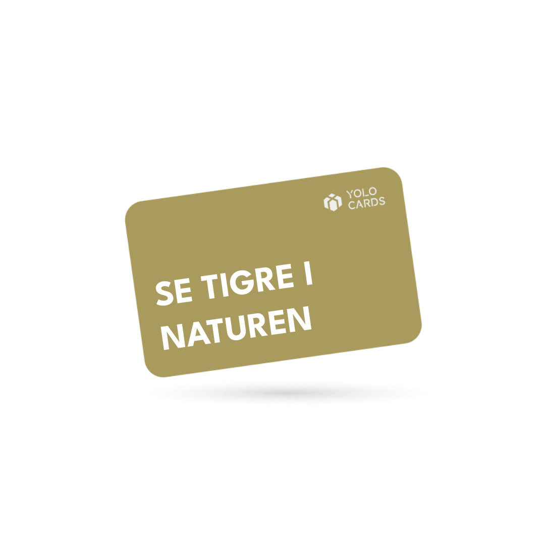 YOLO-gavekort – Se tigre i naturen